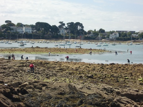 Pêcheurs à pied lors d'une grande marée en 2010 dans le Golfe du Morbihan © Elodie Maison